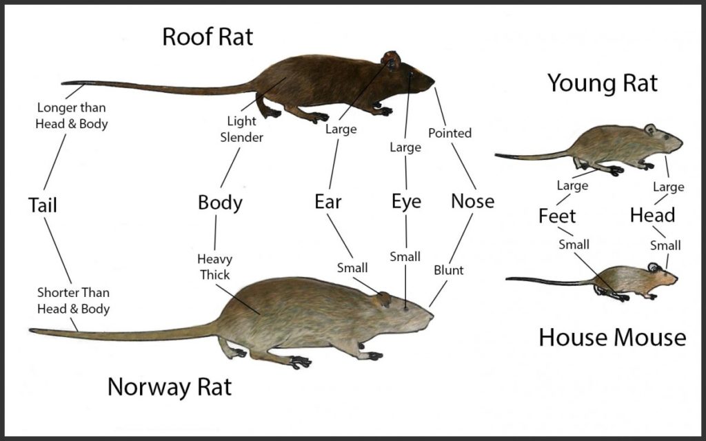 rat mouse roof rat large
