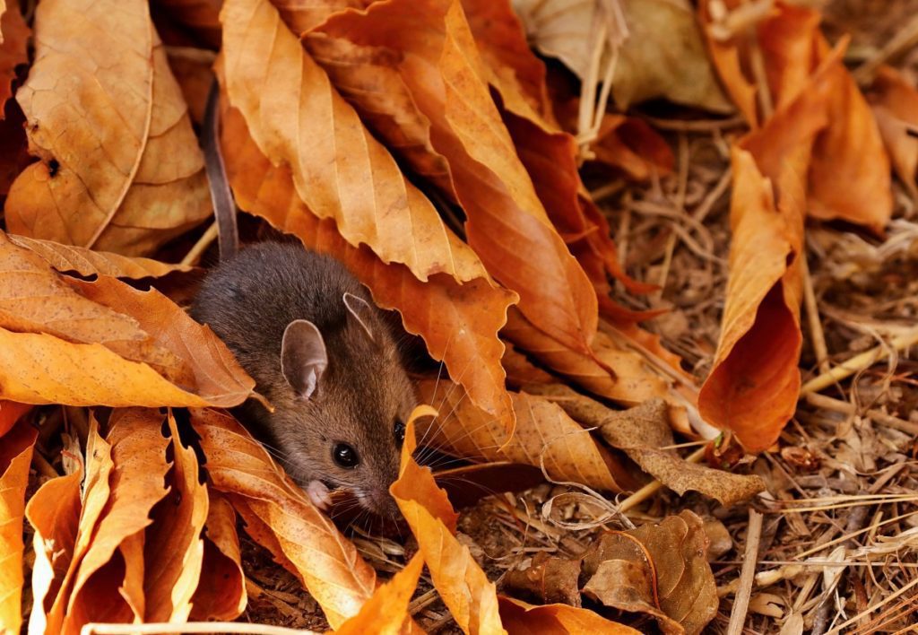 a mouse in orange leaves needs fall pests tips
