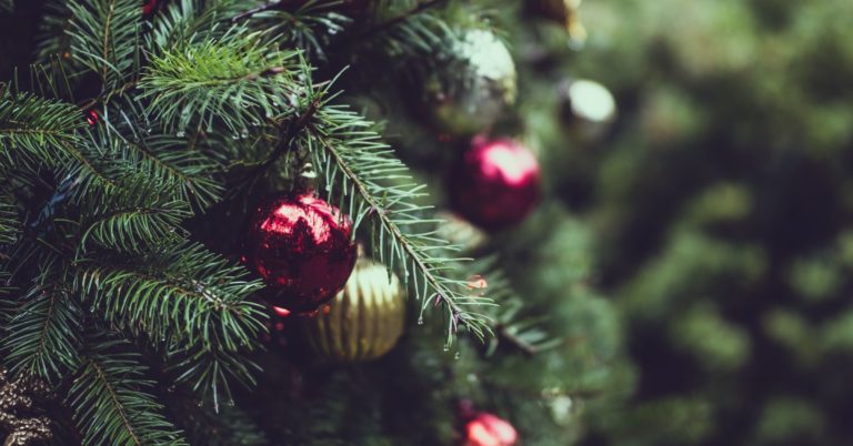 christmas tree pest