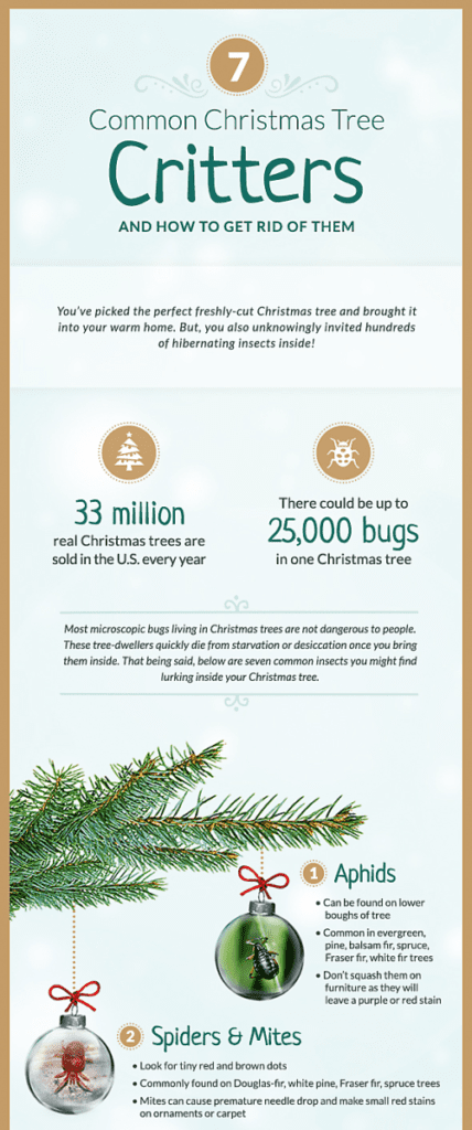 christmas tree insect infograph 1