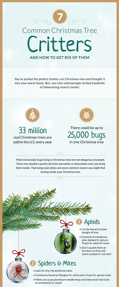 7 Most Common Christmas Tree Insects & How To Prepare For Them & How to