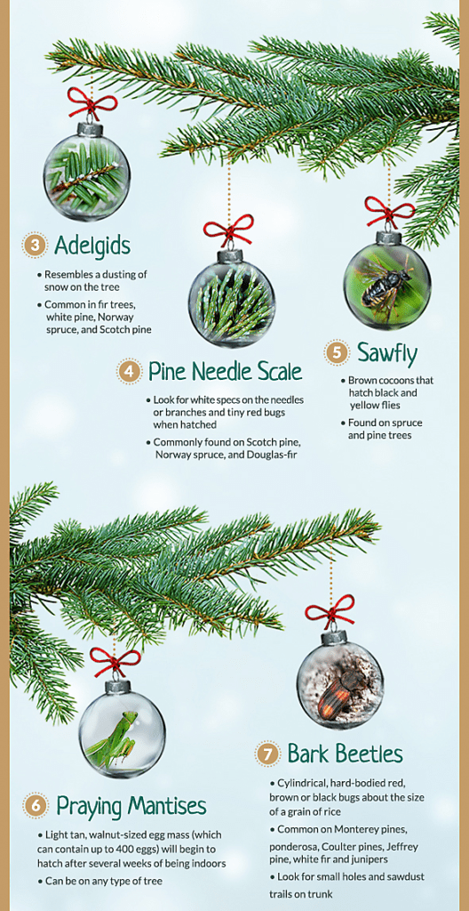 christmas tree insect infograph 2