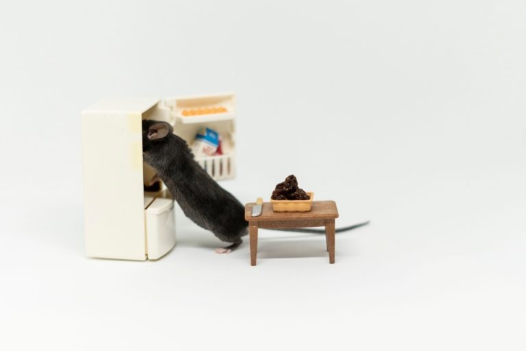 a mouse in a fridge and i just saw a mouse in my apartment