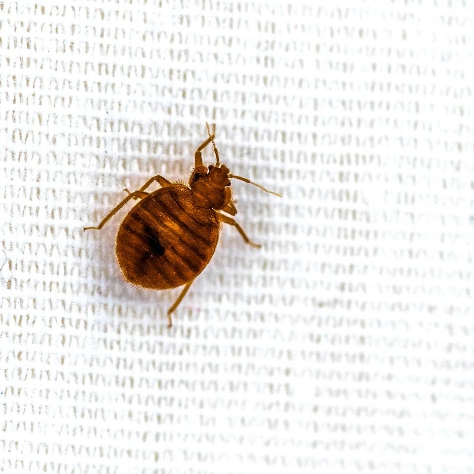 bed bugs removal image