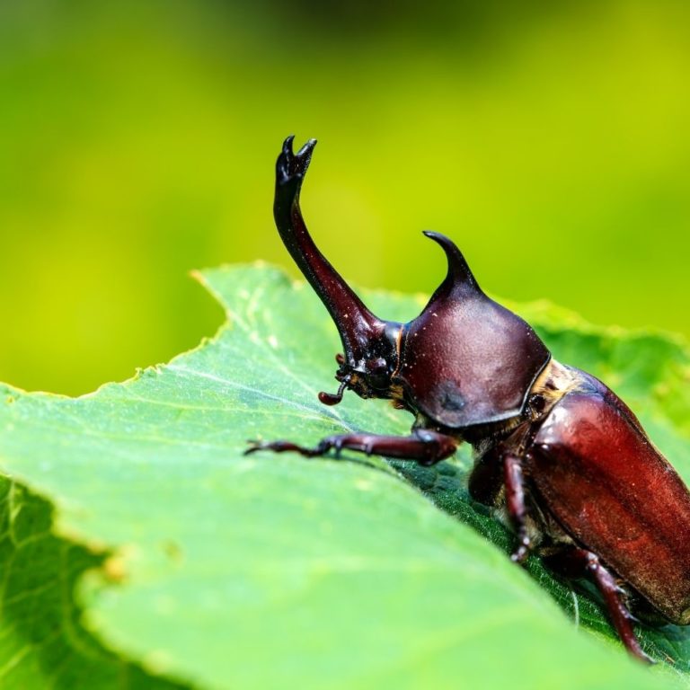 Beetles Treatments & Removal | Insect Control | Pestcheck Services Limited