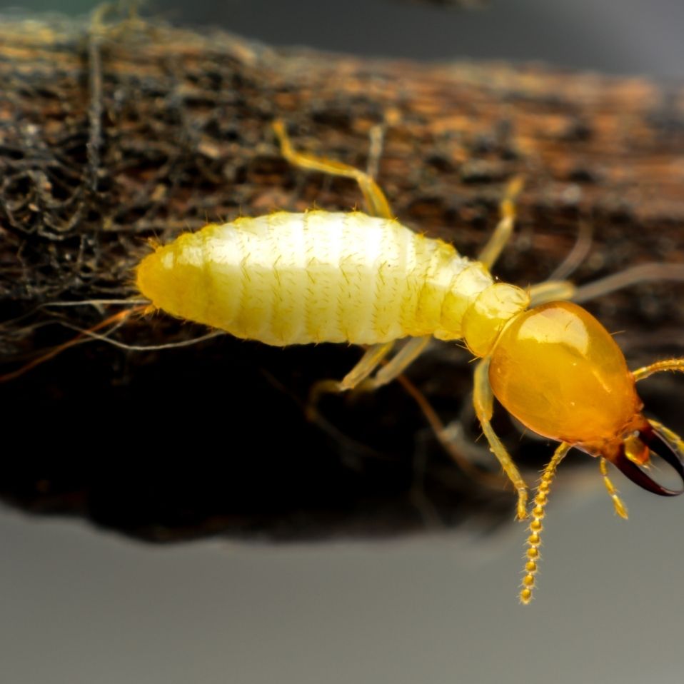 termites removal image