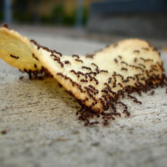 pavement ants removal image