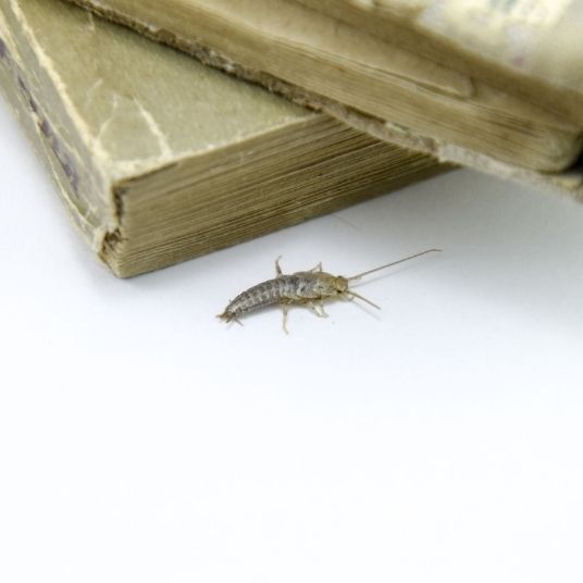 silverfish removal image