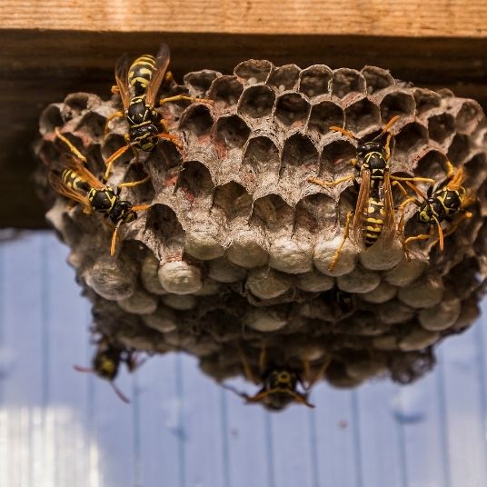 wasps removal image