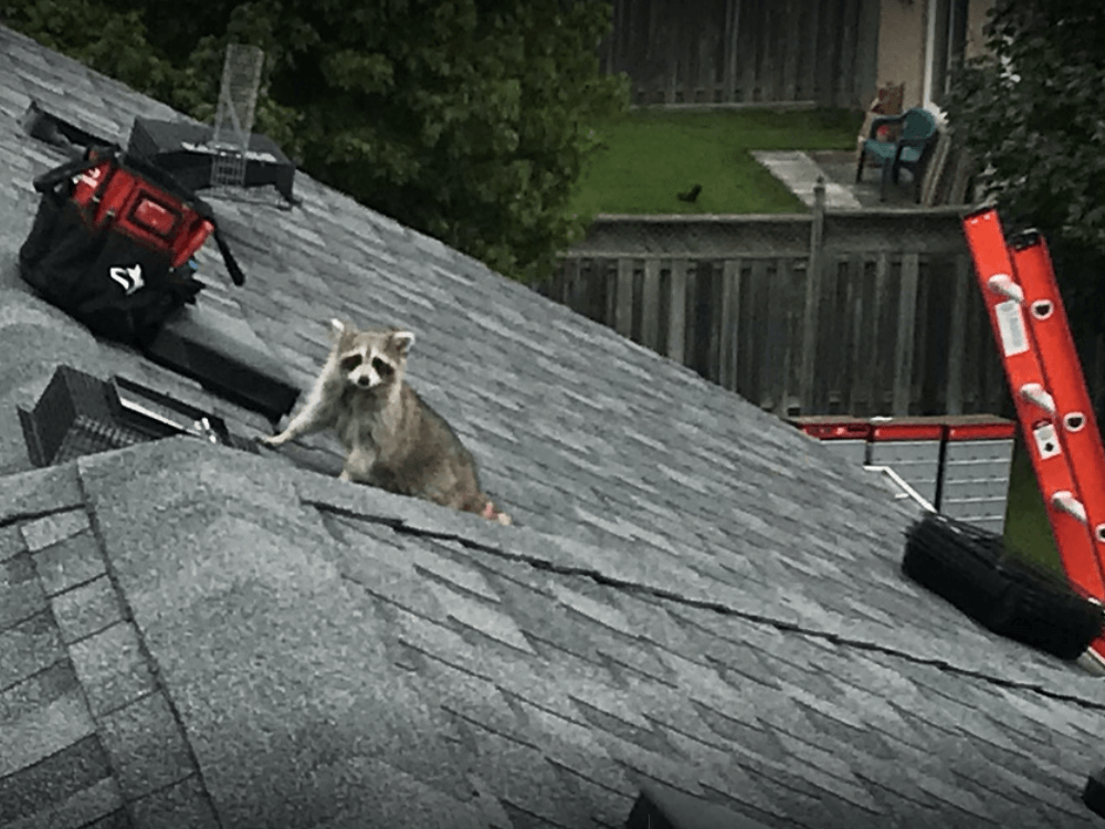 wildlife control and a raccoon on a roof. When do raccoons have babies?