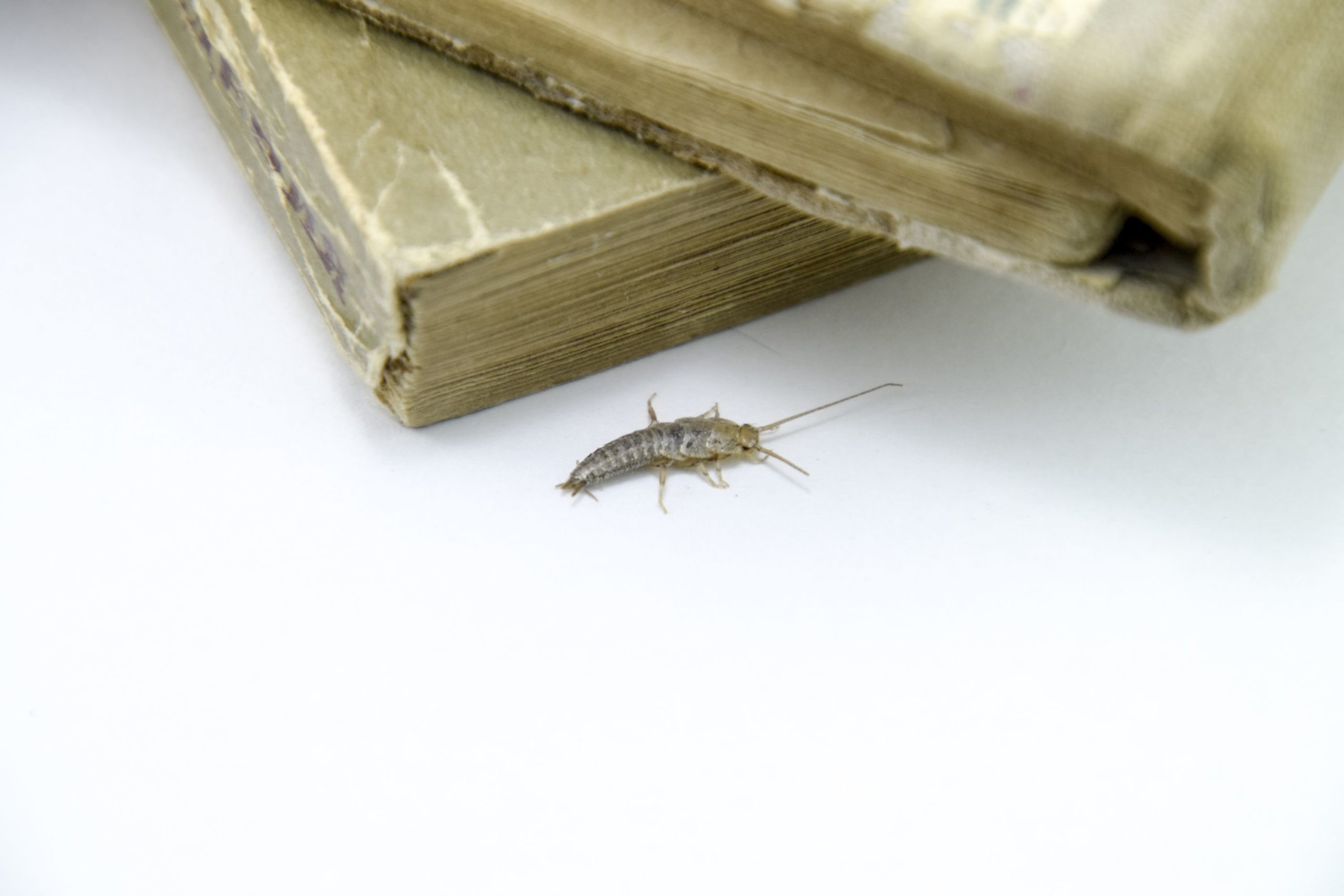 a silverfish crawling beside old books