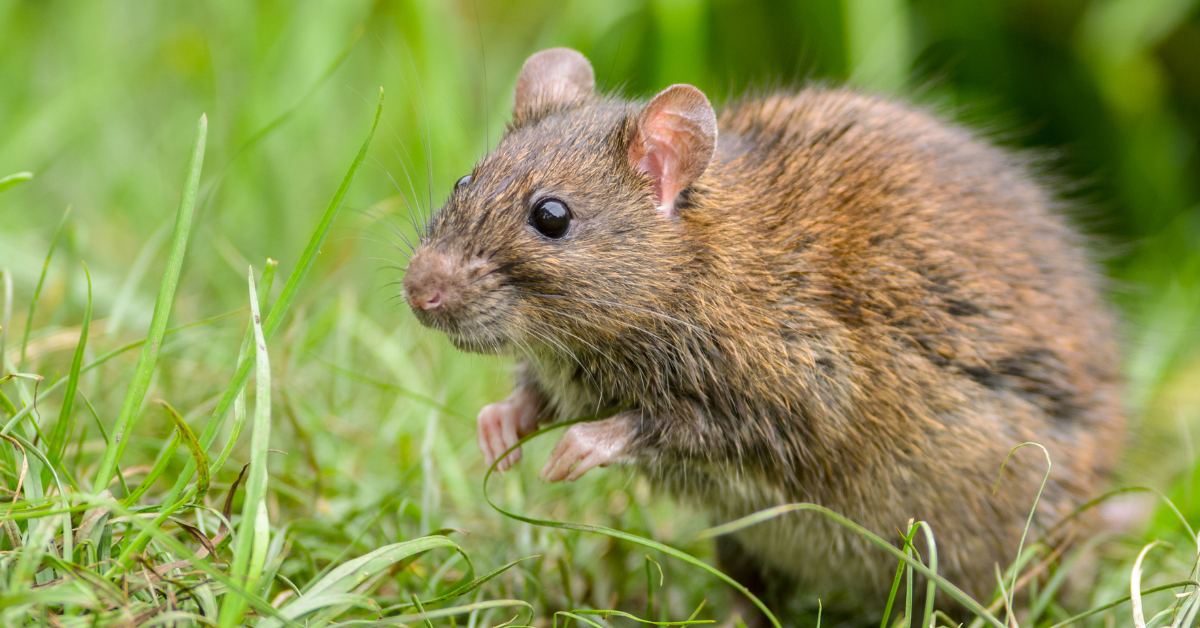 What Are the Hardest Rodents to Get Rid Of?