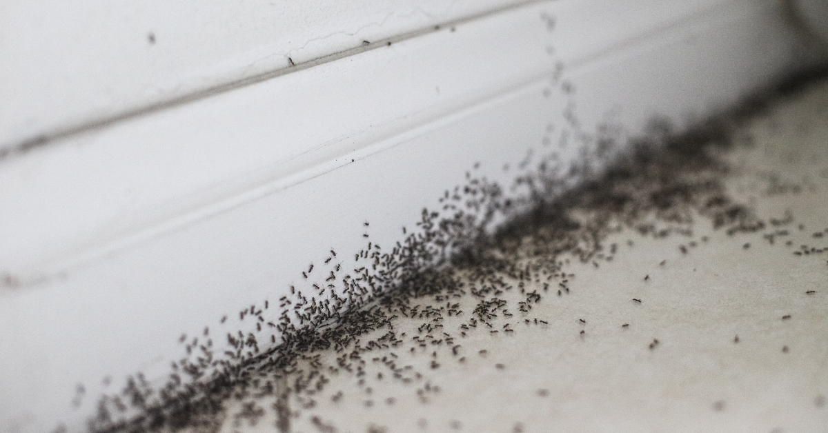 What Are the Signs of an Insect Infestation?