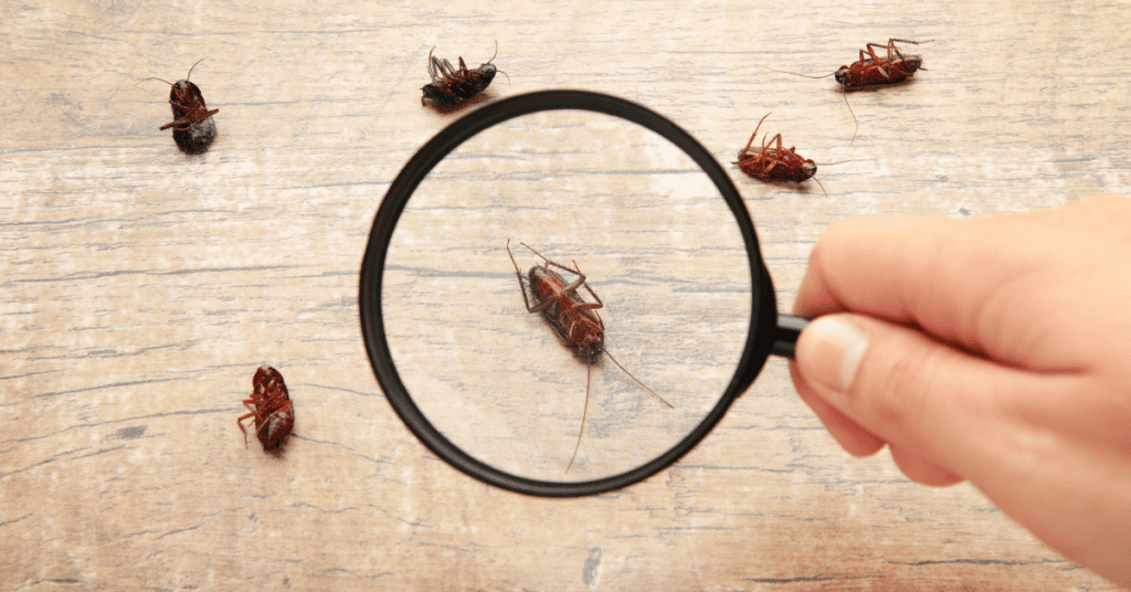 Pest Control Service Coquitlam