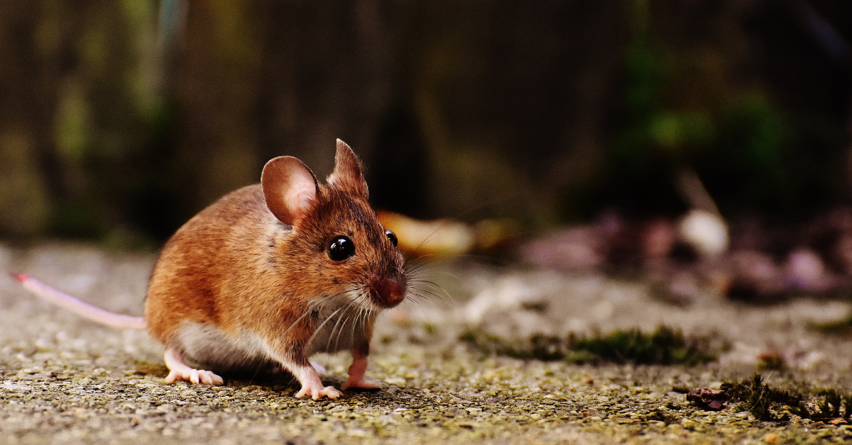  Natural Rodent Control Methods From Peppermint Oil To Cat Litter 