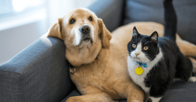 How to Keep Your Pets Safe from Pests: Tips for Pet Owners on Pest Control