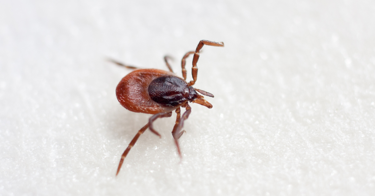 Ticks and Lyme Disease: Prevention and Awareness for Homeowners