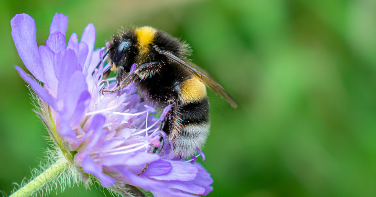 The Essential Role of Bees in Our Ecosystem