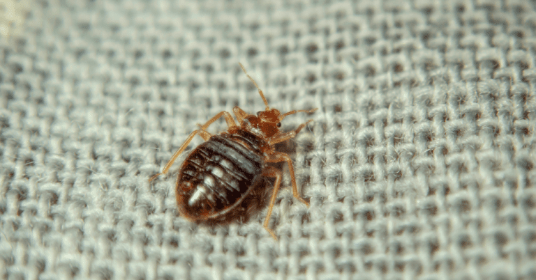 Avoiding Bed Bugs While Traveling: A Guide to Identification, Prevention, and Professional Solutions
