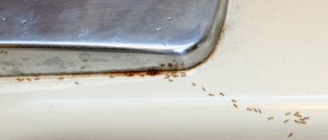 Pharaoh ants on a sink